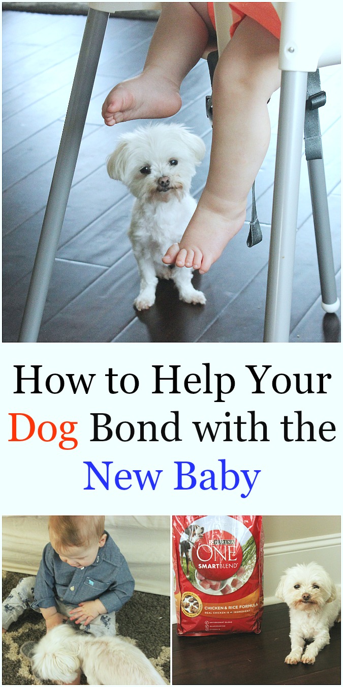 How to Help Your Dog Bond with the New Baby Logan Can